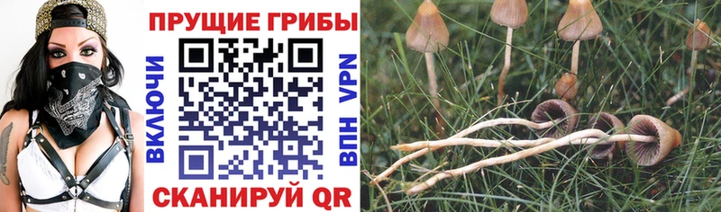 Псилоцибиновые грибы MAGIC MUSHROOMS  Байкальск 